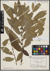 Foto von Salix aegyptiaca L.